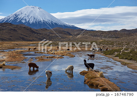 Alpaca Grazing 16746790