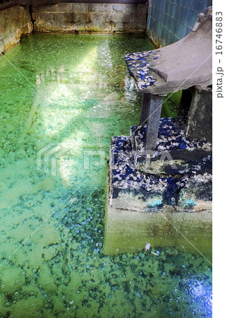 白旗の湯源泉 16746883