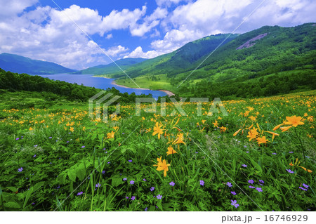 野反湖とキスゲの草原 16746929
