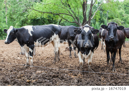 herd of milk cow on the farm herd of milk cow on the farm 16747019