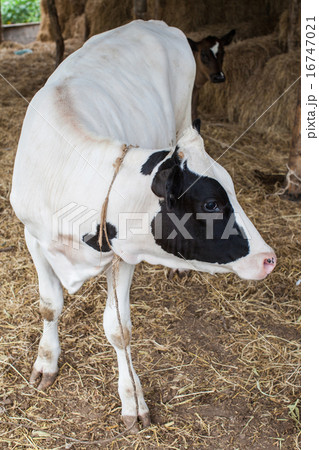 herd of milk cow on the farm 16747021
