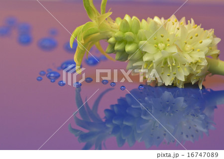 パイナップルリリー　アート 16747089