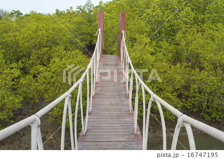 The forest mangrove at Petchaburi, Thailand. The forest mangrove at Petchaburi, Thailand. 16747195