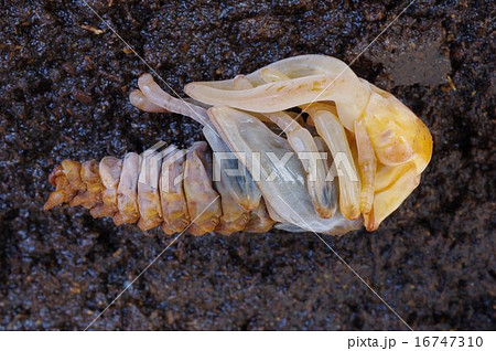 ノコギリクワガタの蛹 雄 横の写真素材