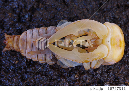 ノコギリクワガタの蛹 雄 正面の写真素材