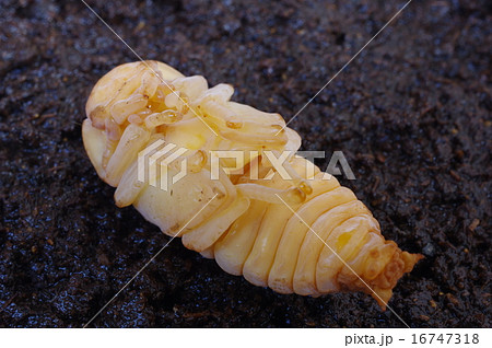 ノコギリクワガタの蛹（雌）　斜め俯瞰 16747318