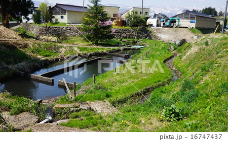 信州飯山関沢蛍の里 16747437