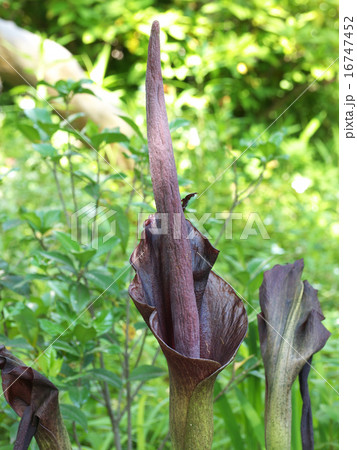 コンニャク 16747452