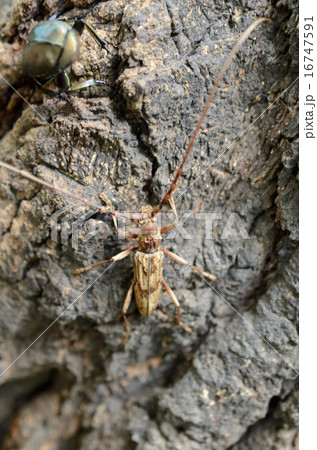 キマダラカミキリムシ 黄斑髪切虫の写真素材