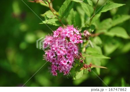 シモツケソウ シモツケソウ 16747862