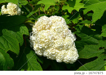 純白の紫陽花（カシワバアジサイ） 16747875