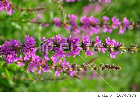 ミソハギ ミソハギ 16747878