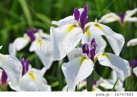 ハナショウブ ハナショウブ 16747885