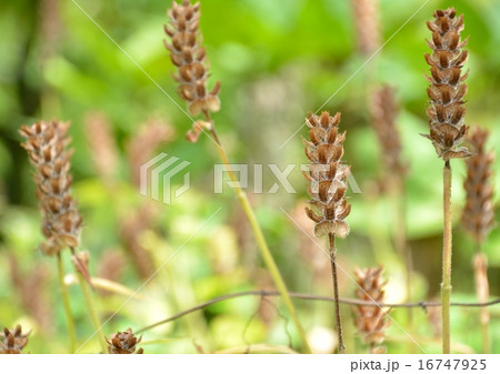 ウツボグサは夏枯草 16747925