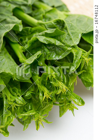 ツルムラサキ 16748112