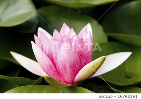 waterlily waterlily 16748391