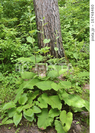 オヤマボクチ 16748460