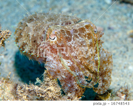 コブシメ（甲イカ） 16748543