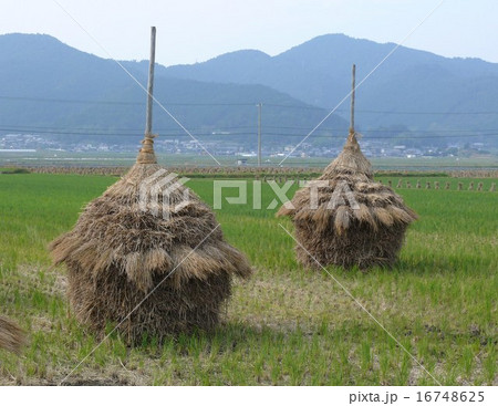 わらぐろ わらぐろ 16748625