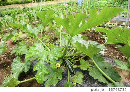 菜園のズッキーニ 16748752