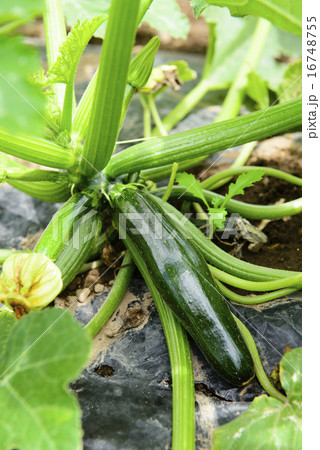 菜園のズッキーニ 16748755