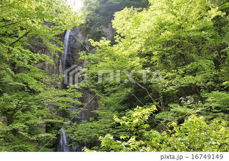 幻の大滝 早戸大滝 16749149