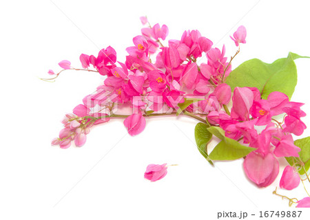 Antigonon leptopus Hook flower (chain of love) Antigonon leptopus Hook flower (chain of love) 16749887