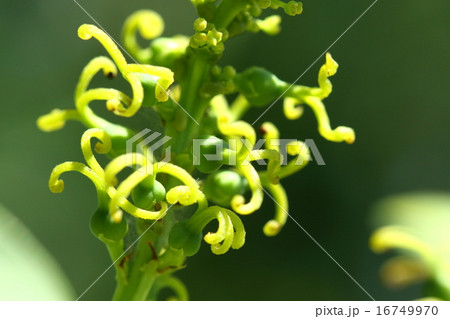 自然　植物　ナンキンハゼ、満開の雌花。種と同じ数の柱頭が目立つだけですがこれが雌花です 16749970