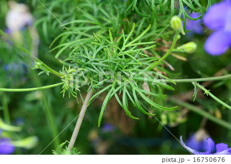 ヒエンソウ ヒエンソウ 16750676