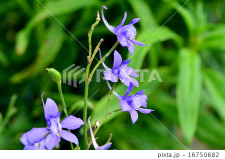 ヒエンソウ ヒエンソウ 16750682