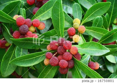 ヤマモモ果実 16750801