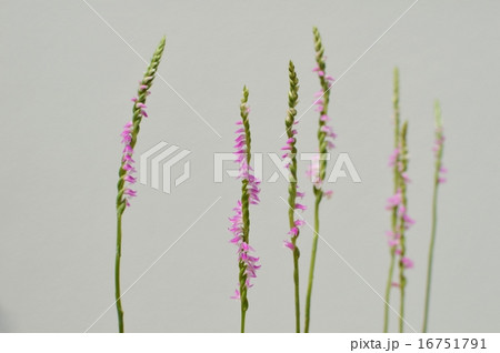 ねじばな　 16751791