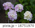アジサイ 16751970