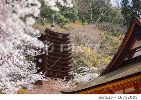 談山神社　十三重塔と桜　横位置 16752085