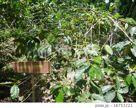 アラビカコーヒーの木 16752221