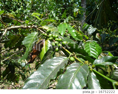 アラビカコーヒーの実 16752222
