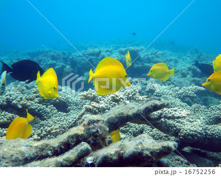 キイロハギの群れ 16752256