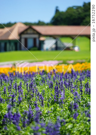 7月花 ブルーサルビア・シソ科53東京ドイツ村 7月花 ブルーサルビア・シソ科53東京ドイツ村 16752290