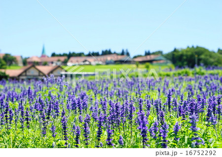 7月花 ブルーサルビア・シソ科55東京ドイツ村 7月花 ブルーサルビア・シソ科55東京ドイツ村 16752292