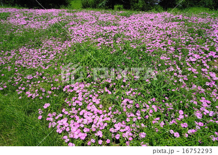 7月花　ペチュニア・ナス科52ツクバネアサガオ 16752293