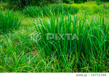 Background good forest green sedge 16752366