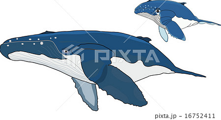 ザトウクジラの親子のイラスト素材
