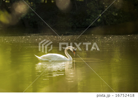White Swan in a pond 16752418