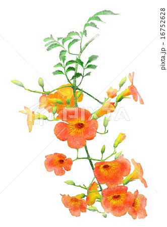 のうぜんかずら のうぜんかずら 16752628