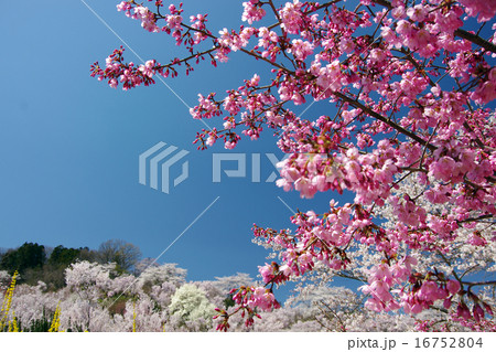 花見山の桜 花見山の桜 16752804