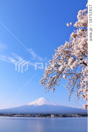 春の富士山 16752817