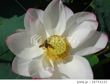 蓮の花とハナバチ 蓮の花とハナバチ 16754135