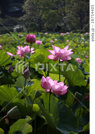 蓮池 蓮池 16754405