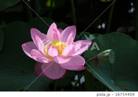 蓮花 16754409