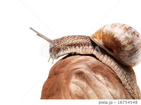 Snail crawling over rock 16754548